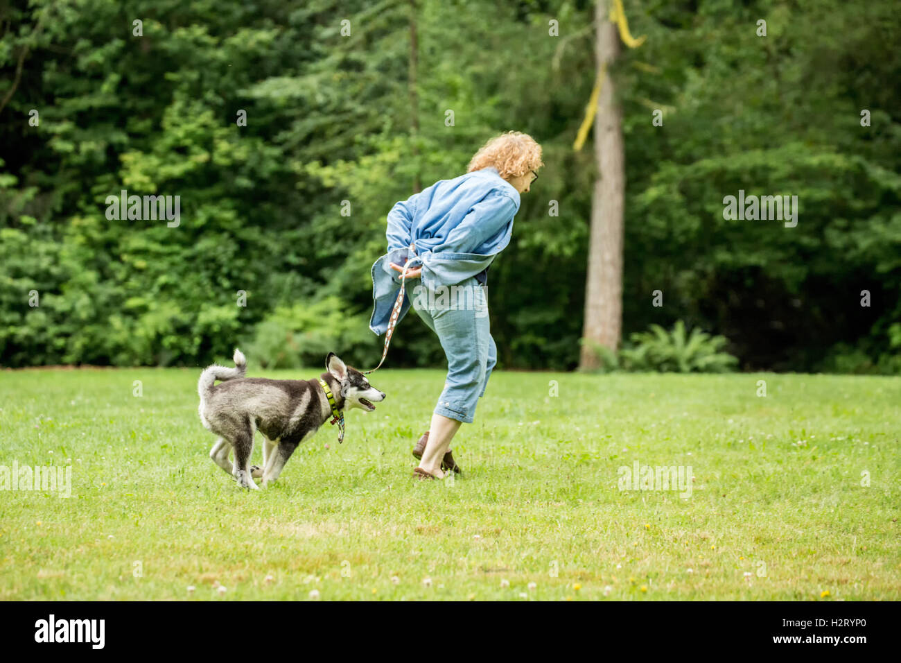 Dashiell, ein drei Monate altes Alaskan Malamute Welpen läuft mit seinem Besitzer in einem lokalen Park in Issaquah, Washington, USA Stockfoto