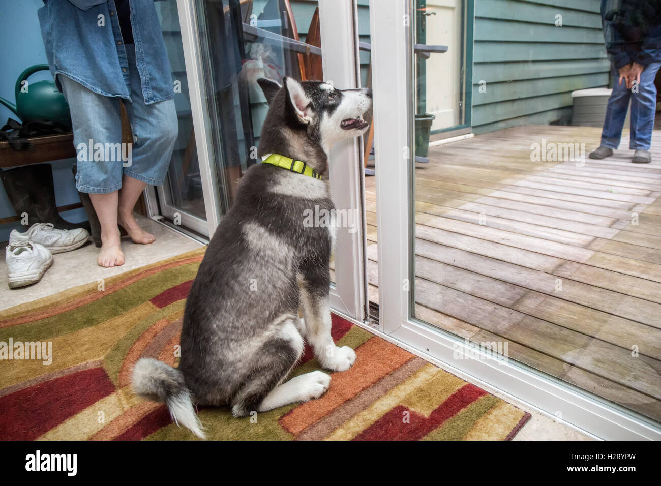 Dashiell, ein drei Monate altes Alaskan Malamute Welpen üben einen 'Aufenthalt' Befehl neben Glas-Schiebetüren Stockfoto