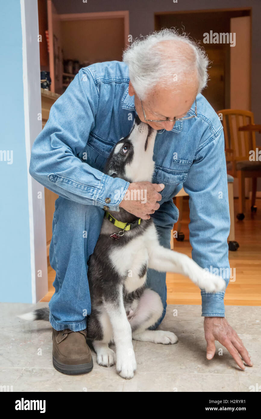 Dashiell, ein drei Monate altes Alaskan Malamute Welpen liebevoll geben einen Freund Doggy Küsse in Issaquah, Washington, USA Stockfoto