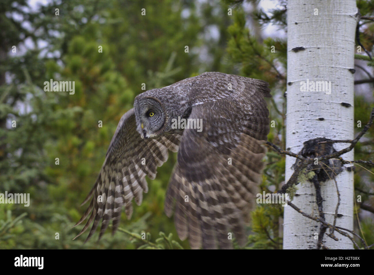 Große graue Eule ausziehen um zu jagen. Stockfoto