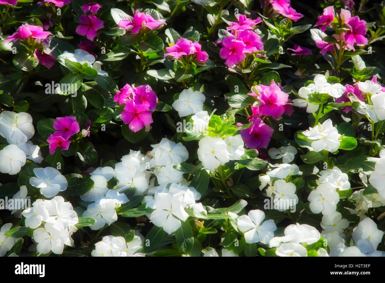 Madagaskar-Immergrün (Catharanthus Roseus) wächst in Las Vegas Stockfoto