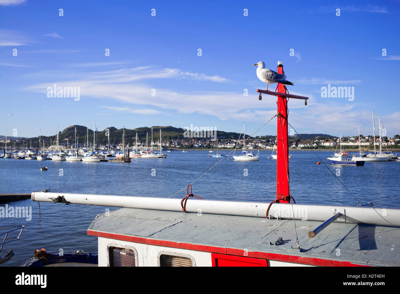 Eine wachsame Möwe "auf der Suche nach Chips" auf Conwy Kai, Conway, Wales, GB Stockfoto