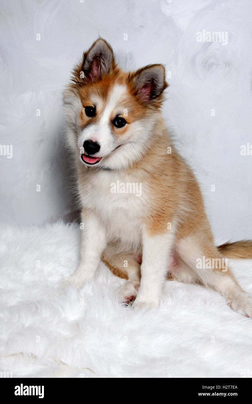 Norwegische Lundhund Hund Stockfoto