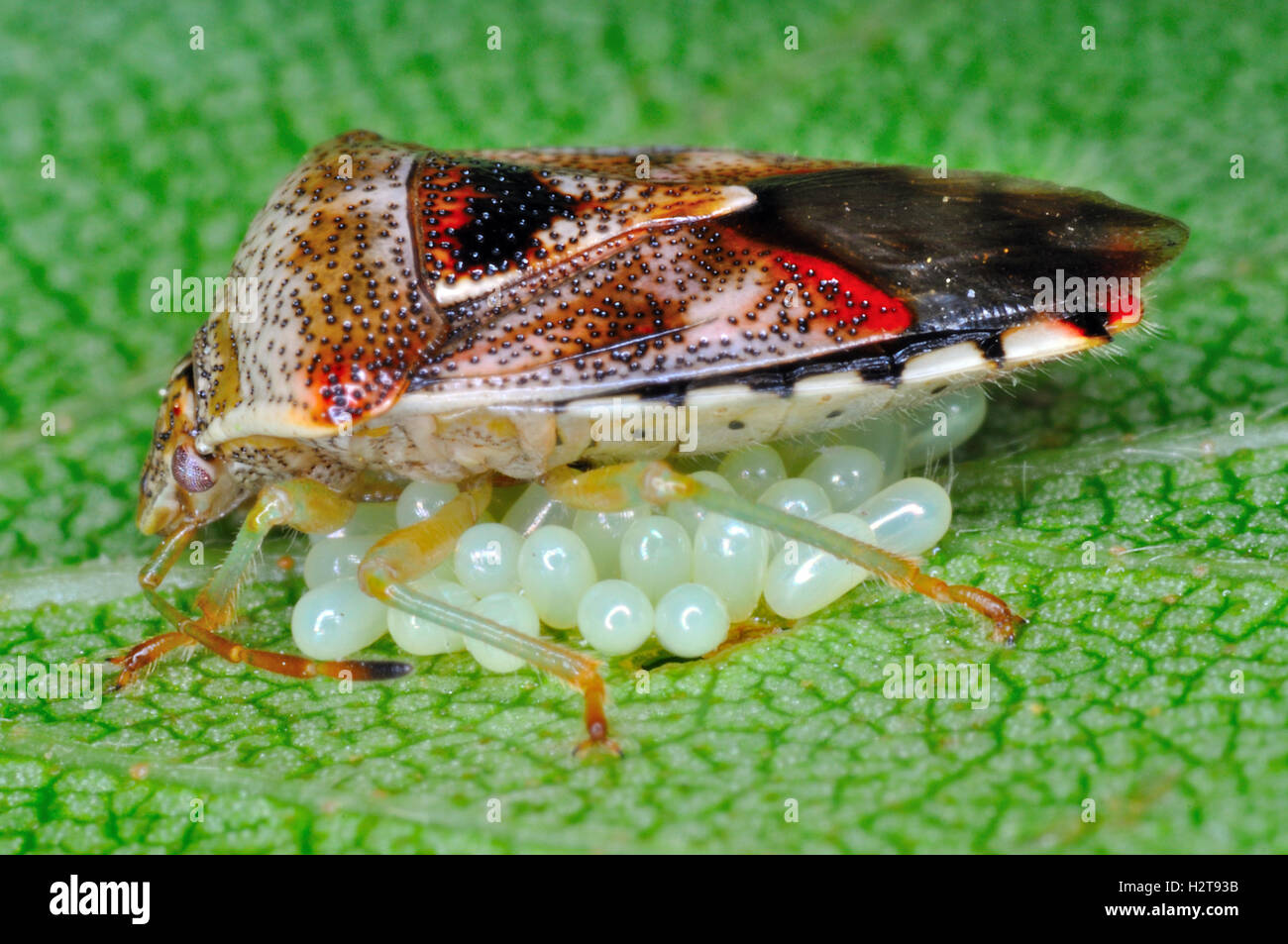 Birke Schild - Bug (Elasmostethus Interstinctus) Eier Bewachung Stockfoto