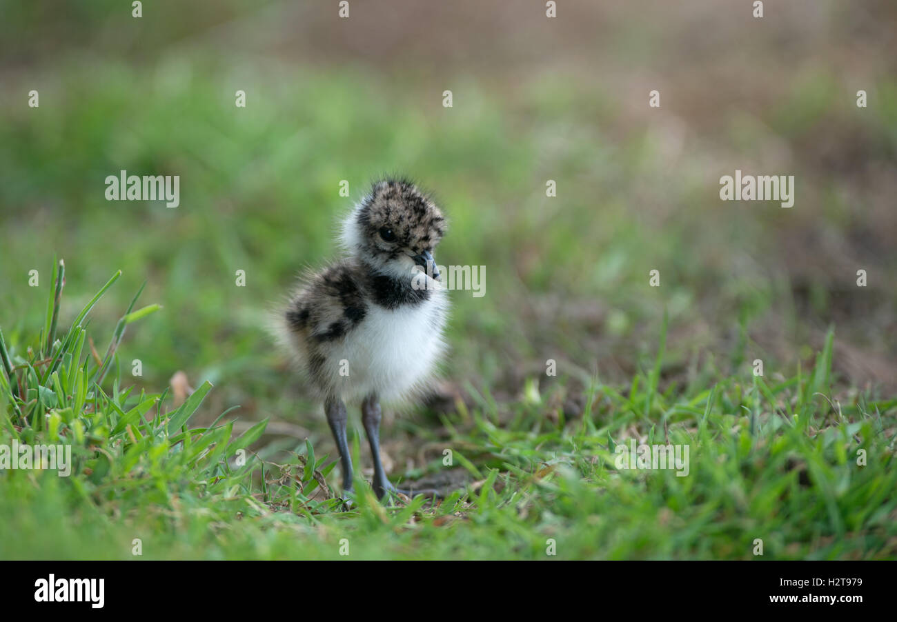 Kiebitz Küken - Vanellus Vanellus. UK Stockfoto