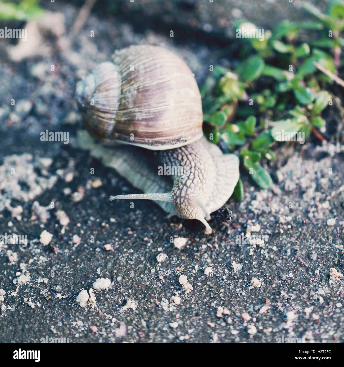 Schnecke auf der Straße Nahaufnahme Foto im retro-Stil Stockfoto