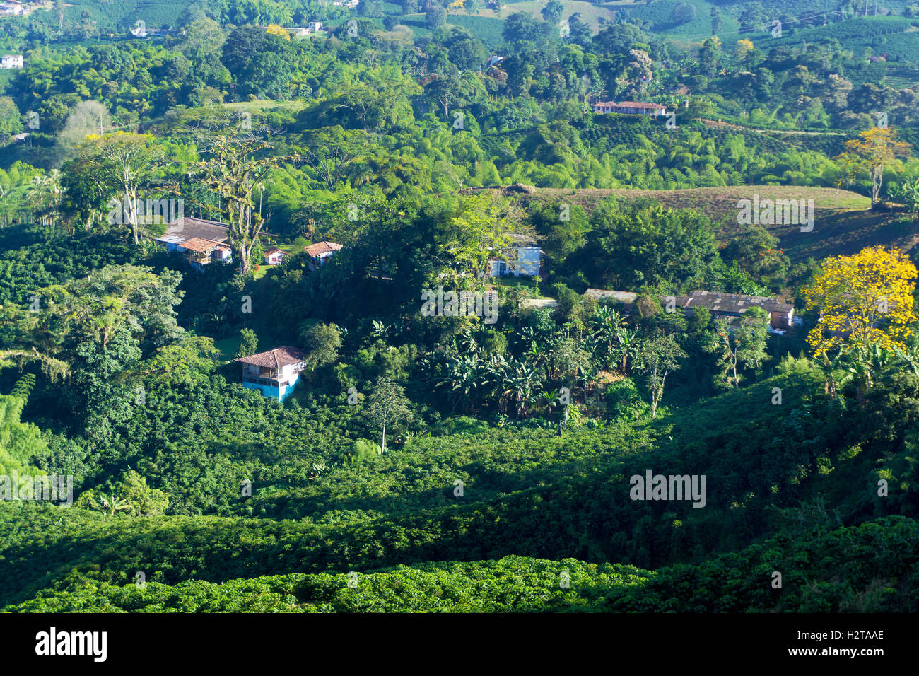 Kulturlandschaft einer Kaffeeplantage außerhalb von Manizales, Kolumbien Stockfoto