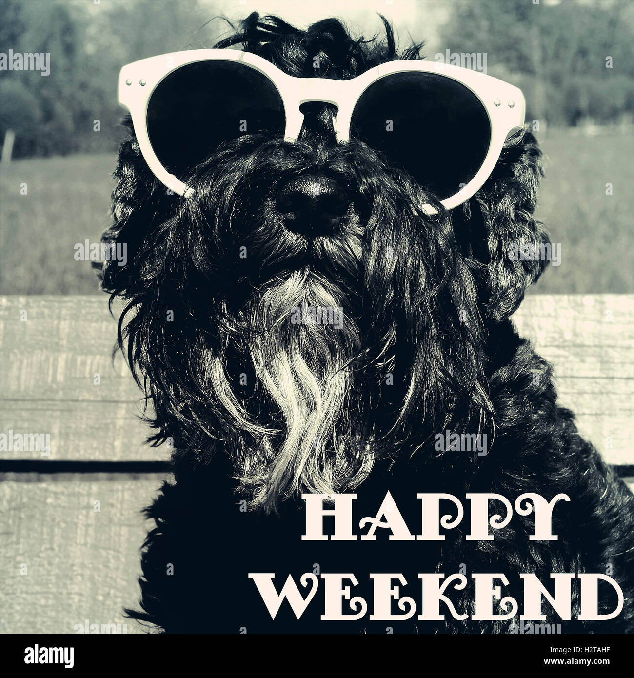 Hund in Sonnenbrille mit Text-Zitat: Happy Weekend Stockfoto