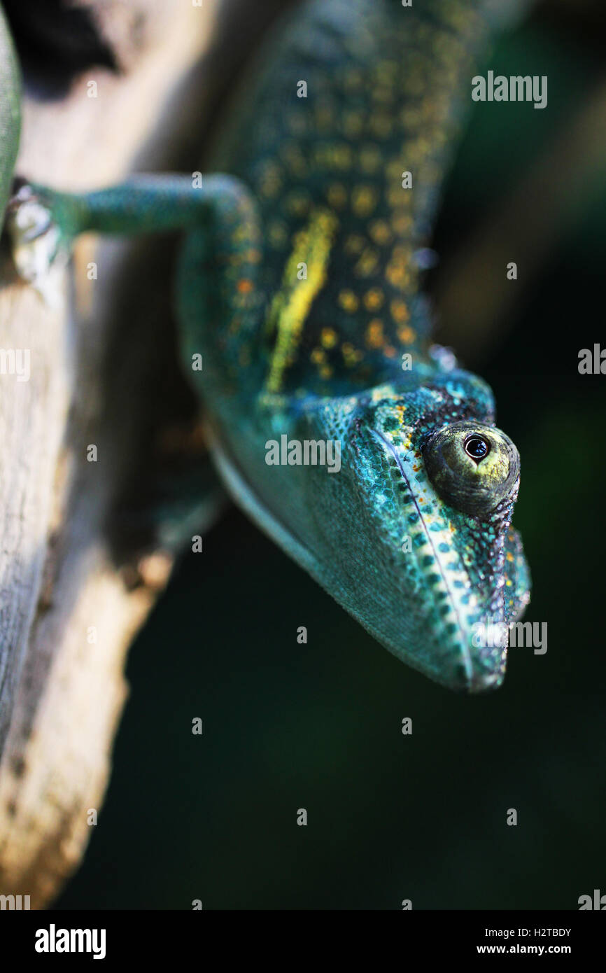 Eidechse Nahaufnahme Makro Tier Portrait-Foto Stockfoto