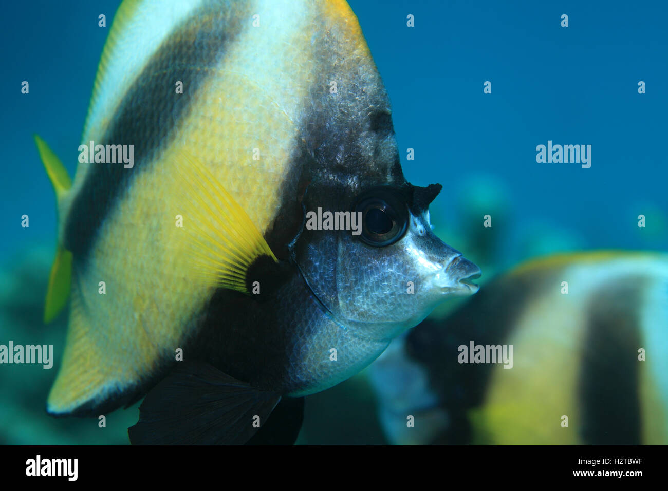 Head of Red Sea Bannerfish (Heniochus Intermedius) Unterwasser in das blaue Wasser des Roten Meeres Stockfoto