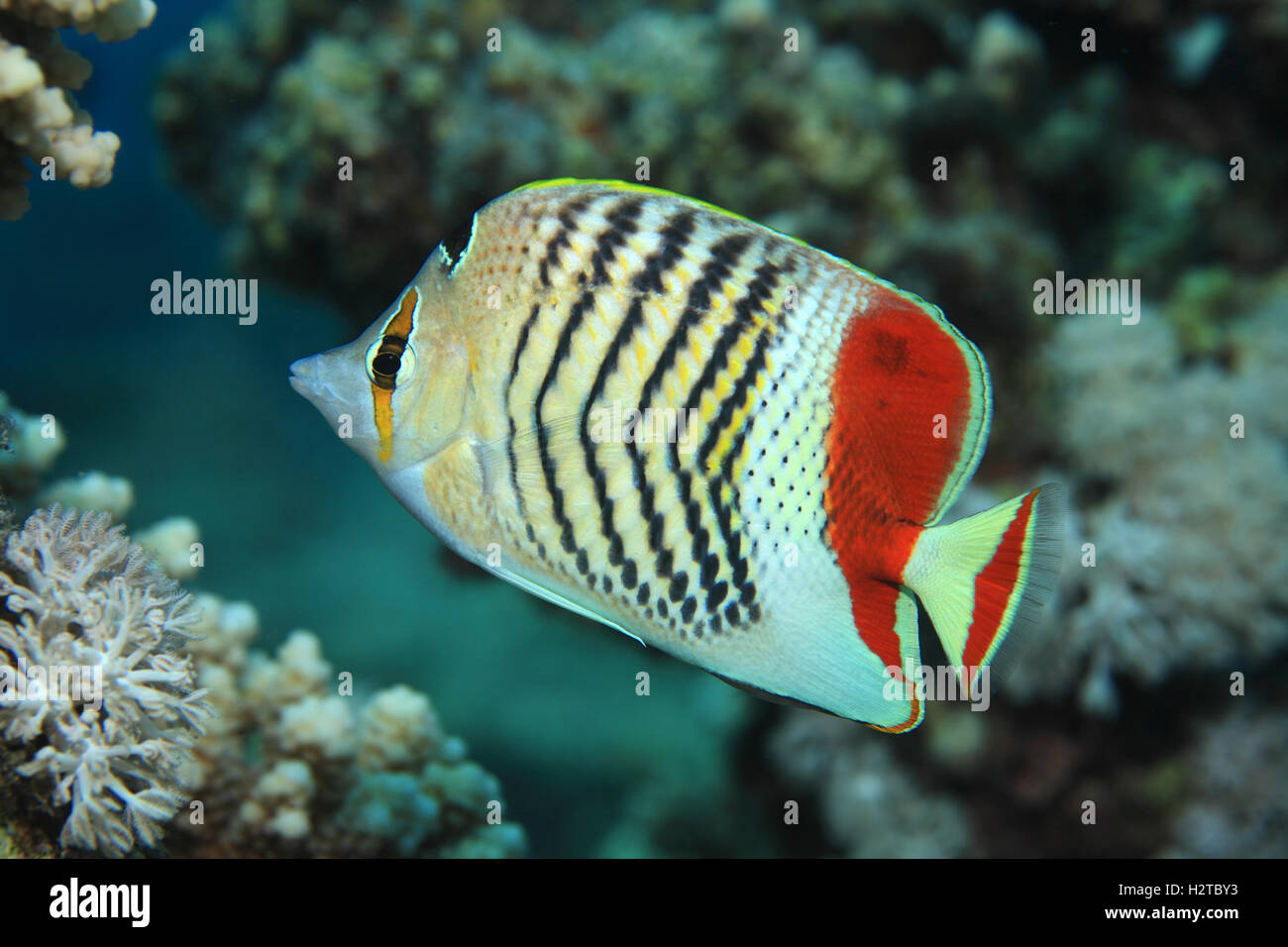 Redback Butterflyfish (Chaetodontidae Paucifasciatus) in die Korallenriffe des Roten Meeres unter Wasser Stockfoto