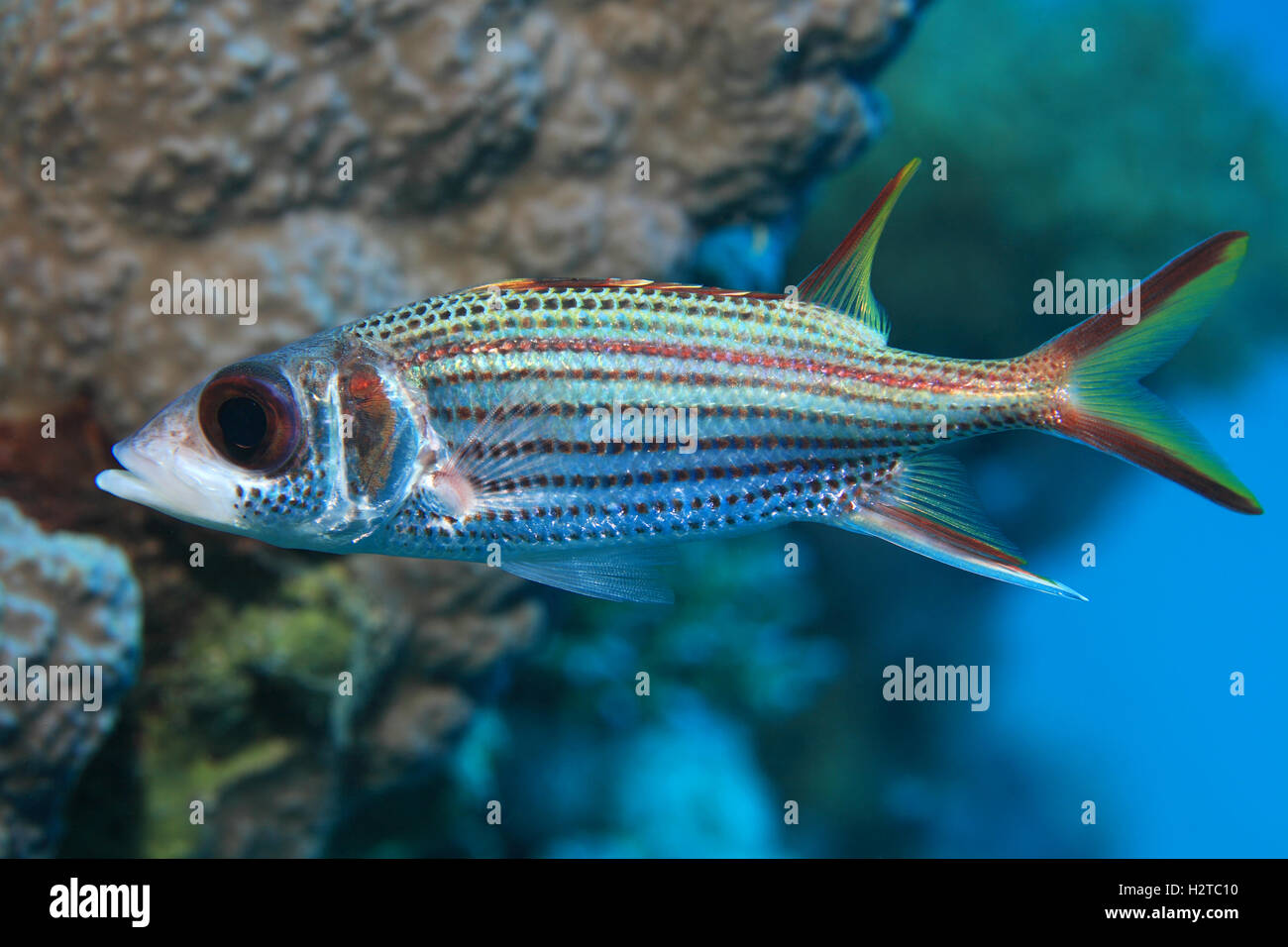 Sammara Squirrelfish (Neoniphon Sammara) im Korallenriff Unterwasser Stockfoto