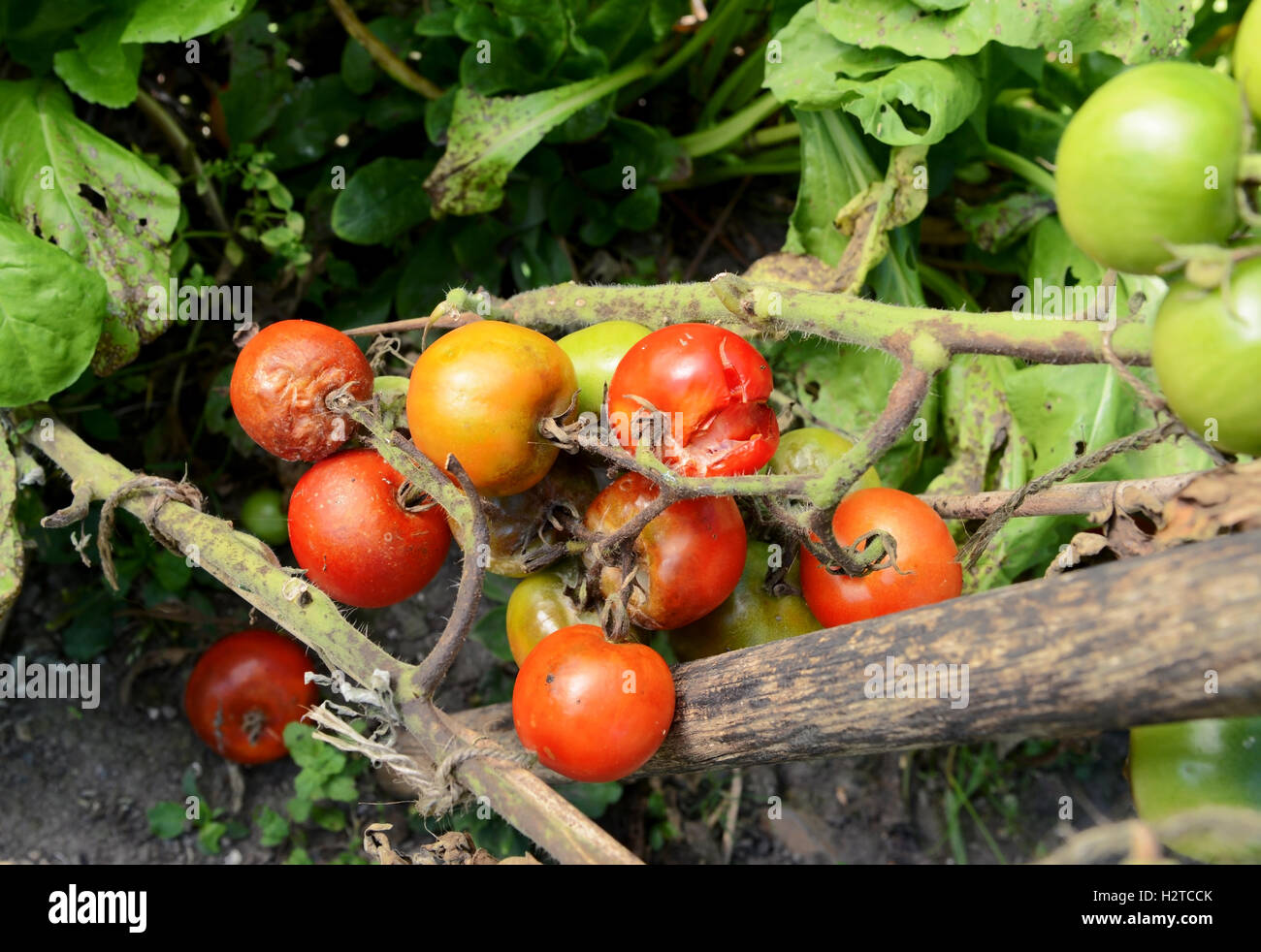 Traversen von Split und Cherry-Tomaten im Gemüsebeet Plage heimgesucht. Pflanzenstängel zeigen braune Flecken der Krankheit. Stockfoto