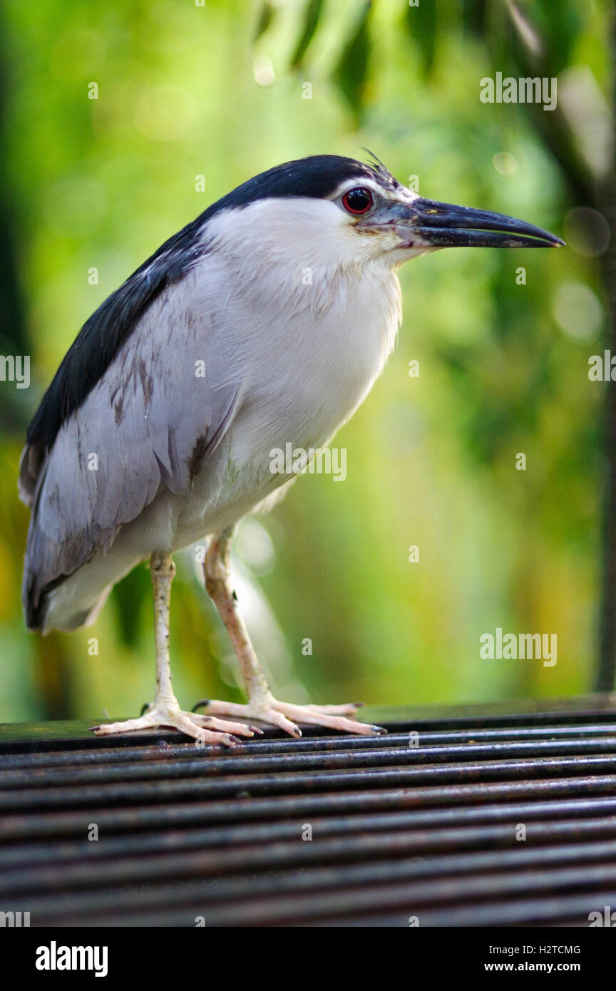 ein Kuhreiher im Vogelpark Kuala Lumpur, Malaysia. Stockfoto