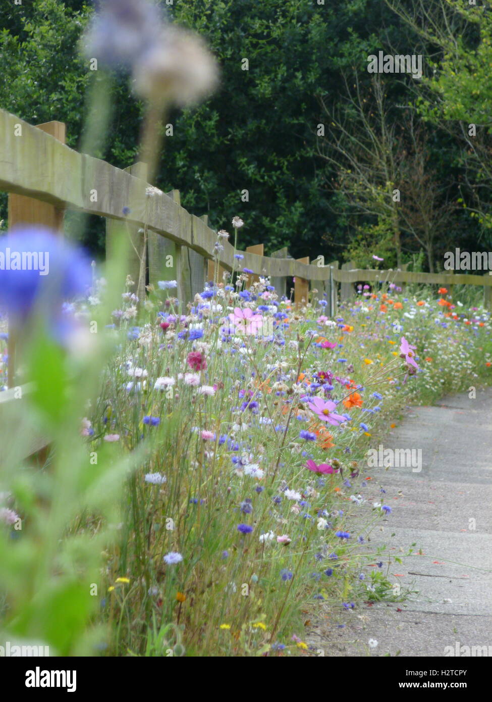 Am Straßenrand Wildblumen Levington Stockfoto