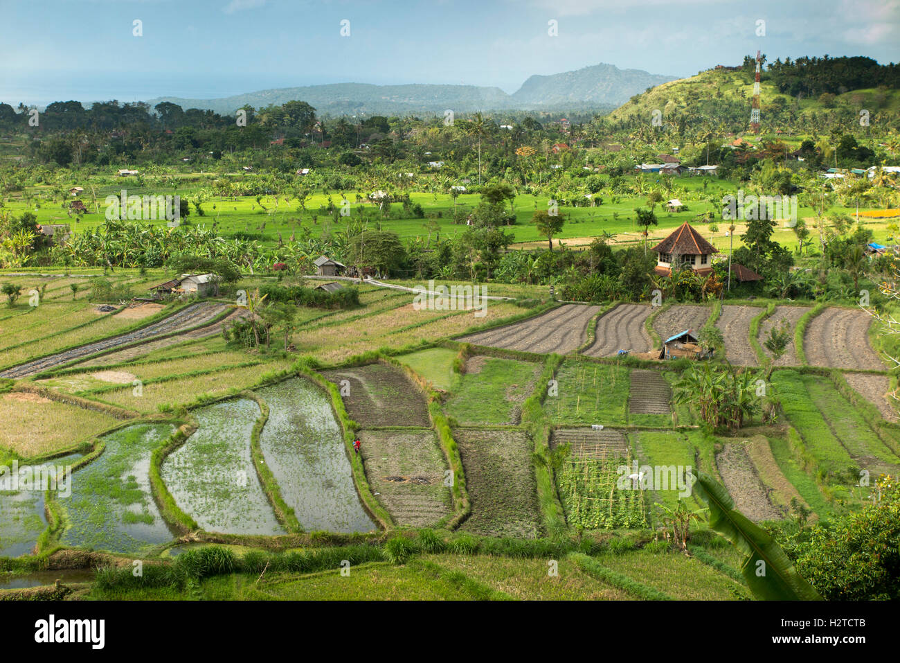 Indonesien, Bali, Tirta Gangga, malerischen Reisterrassen nähert sich Ernte Stockfoto