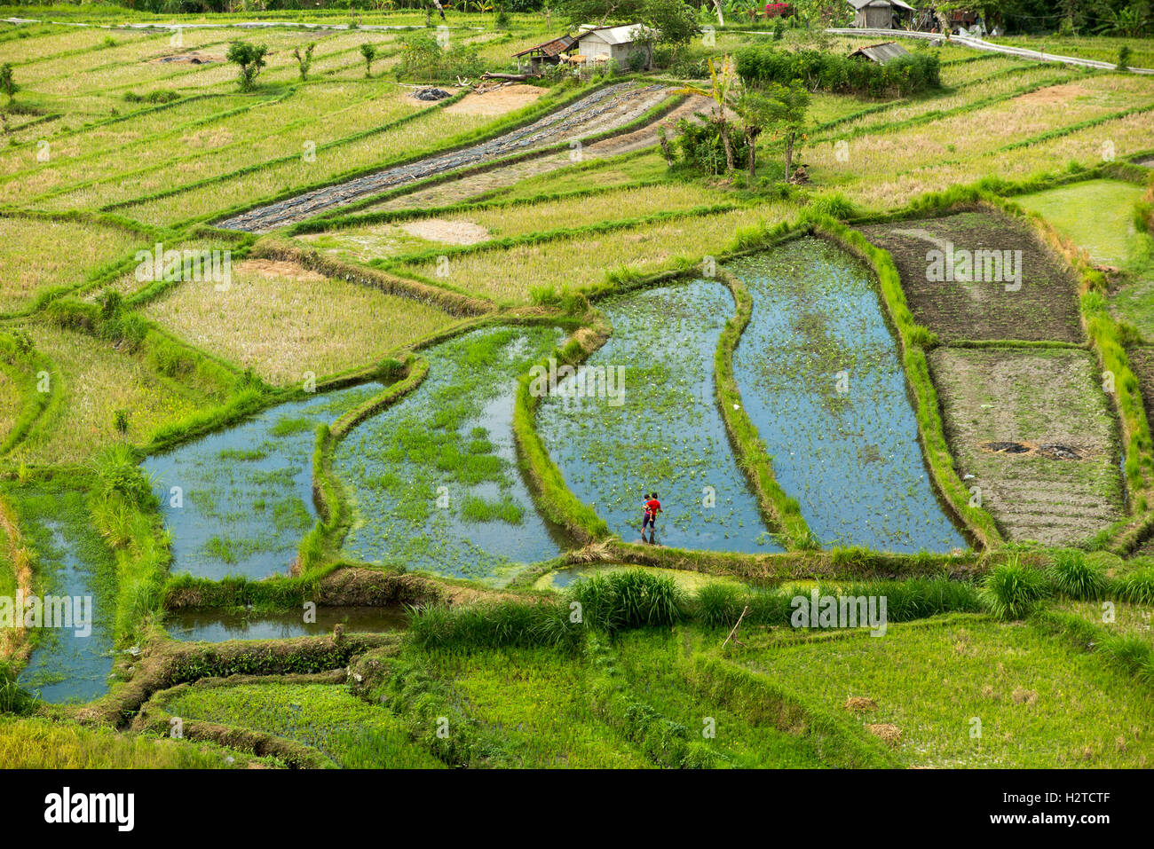 Indonesien, Bali, Tirta Gangga, malerischen Reisterrassen überflutet vor dem Einpflanzen Stockfoto