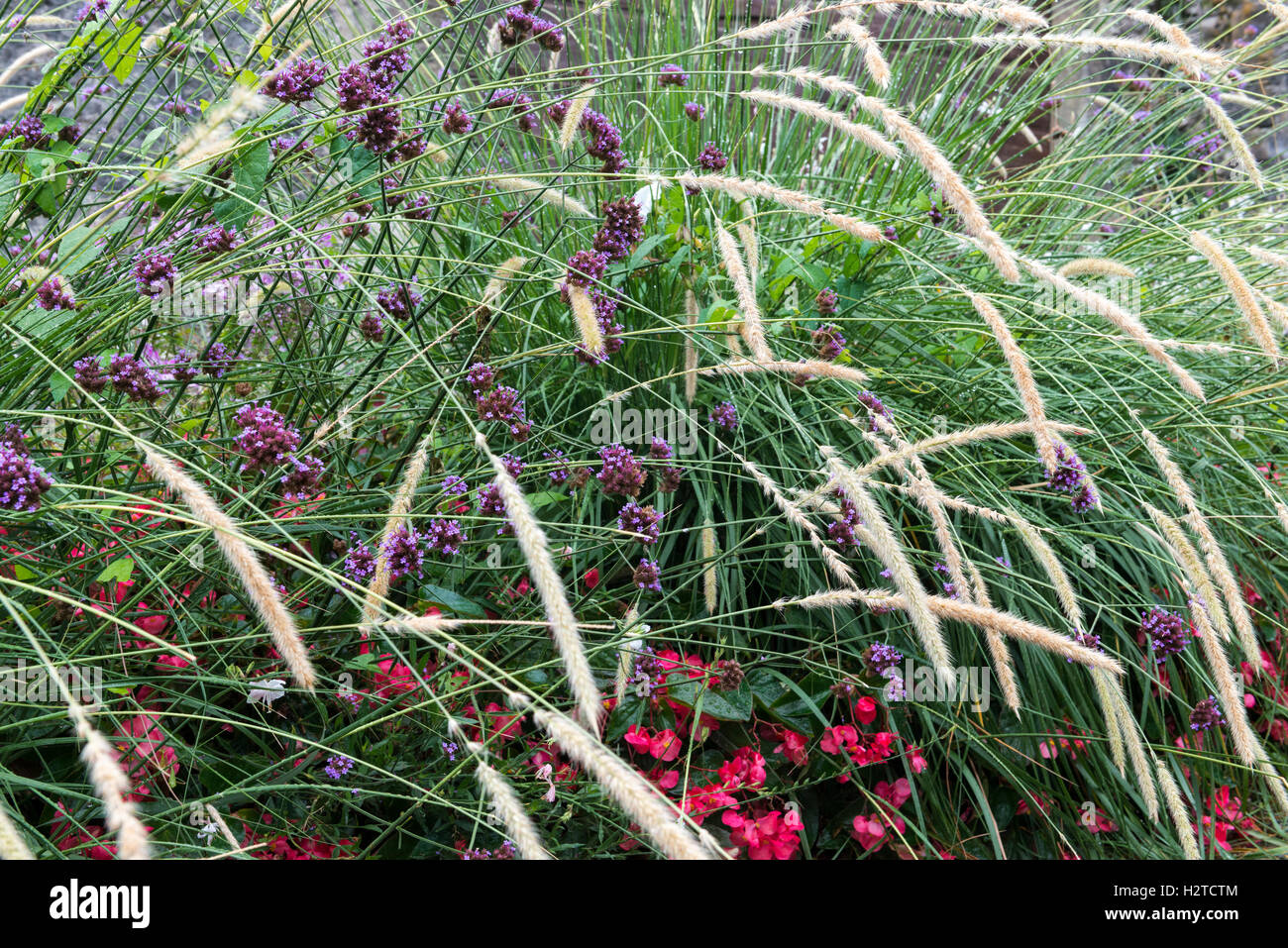 Blühende Gräser gemischt mit Begonie und lila Blüten, Yvoire, Haute-Savoie, Frankreich Stockfoto