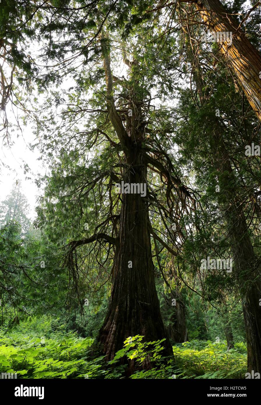 Acient Zedernwald in Nord-Kanada Stockfoto