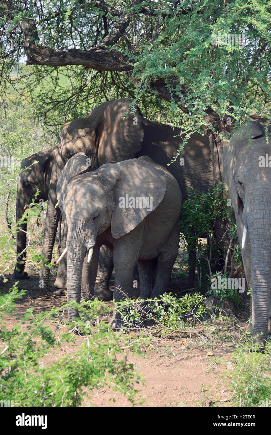 Familie von afrikanischen Elefanten Unterschlupf unter einem Baum in der Hitze des Tages Krüger National Park, Südafrika Stockfoto