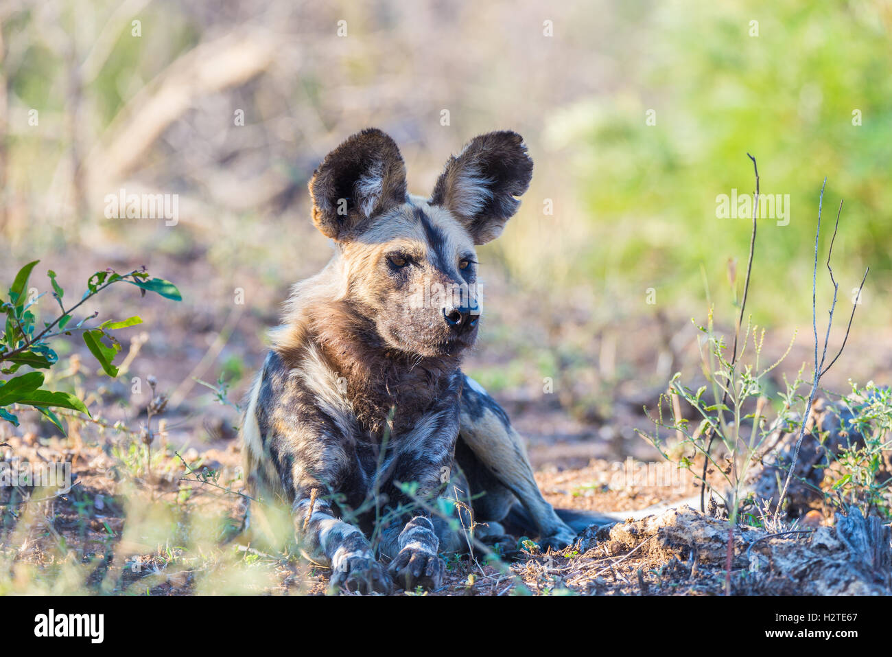 Schließen Sie oben und Porträt einer niedlichen Wildhund oder LYKAON im Busch liegen. Wildlife Safari im Krüger National Park, die wichtigsten tra Stockfoto