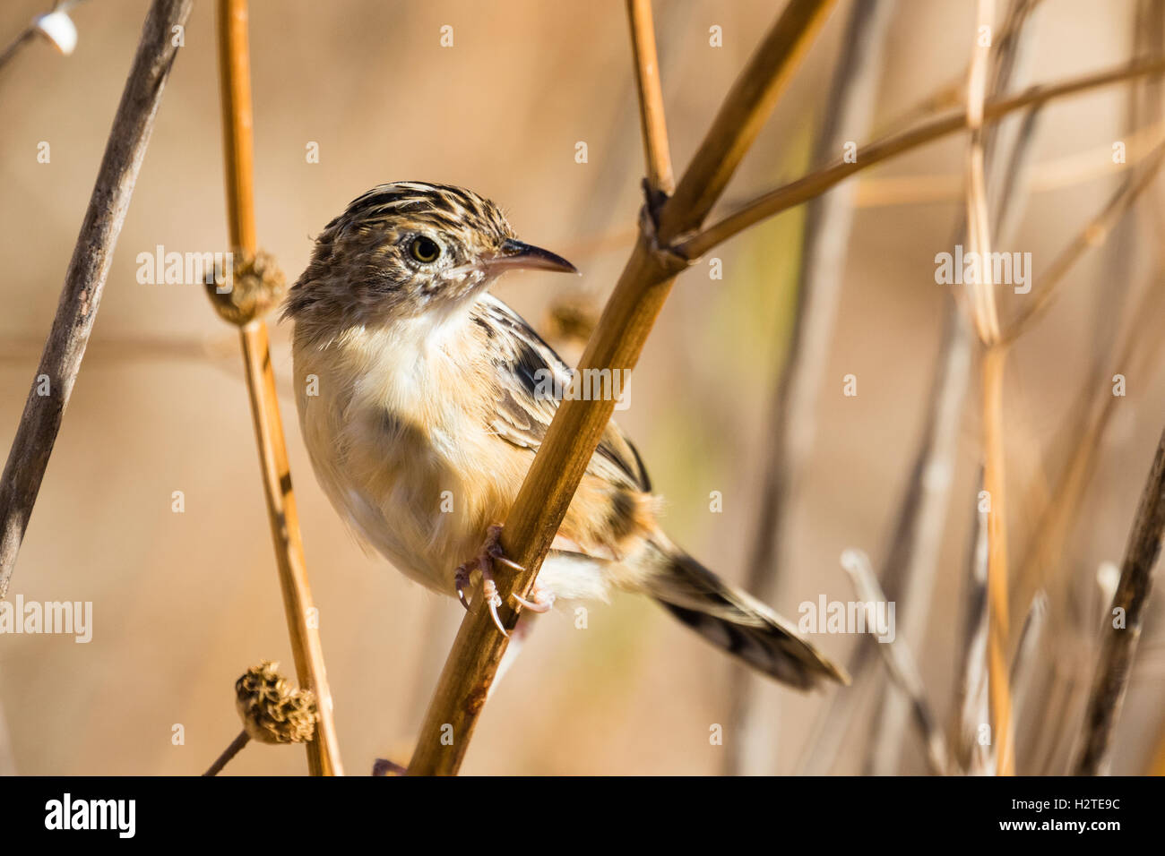 Ein gestreift fantailed Grasmücke bei Alvor Portugal Stockfoto