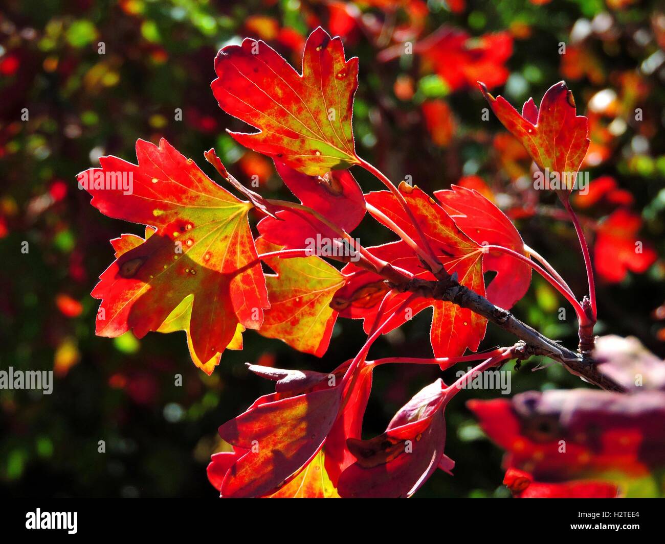 Leuchtend rot hinterlässt auf die drei Blatt Sumach im frühen Herbst im Great Sand Dunes National Park in der Nähe von Alamosa, Colorado. Stockfoto