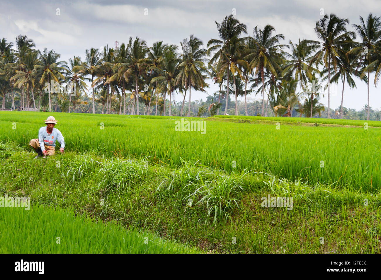 Mann in einem Reisfeld. Bali. Indonesien, Asien. Stockfoto