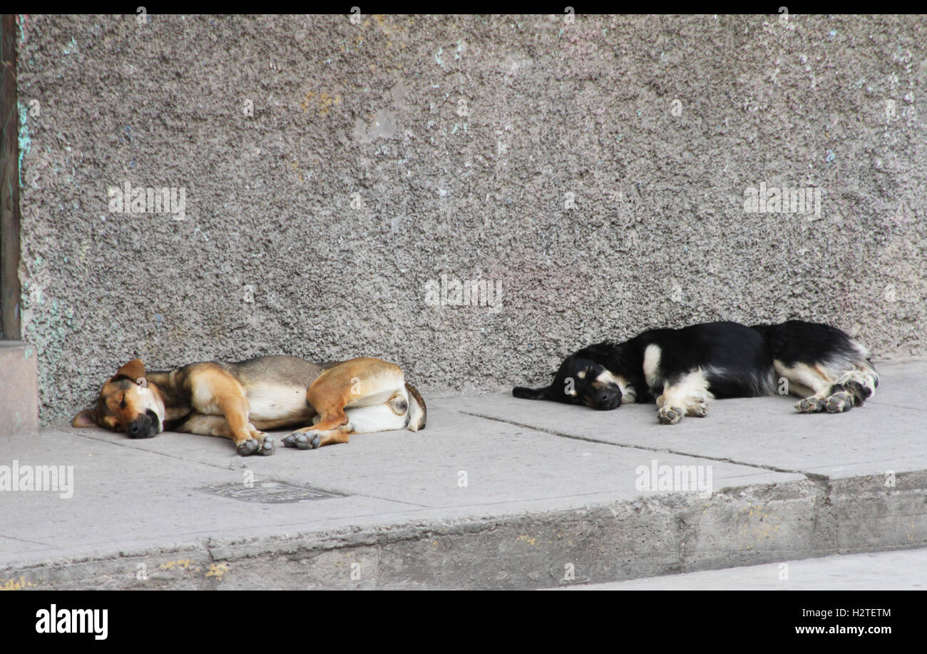 Zwei große Hunde schlafen auf dem Bürgersteig in Peru Stockfoto