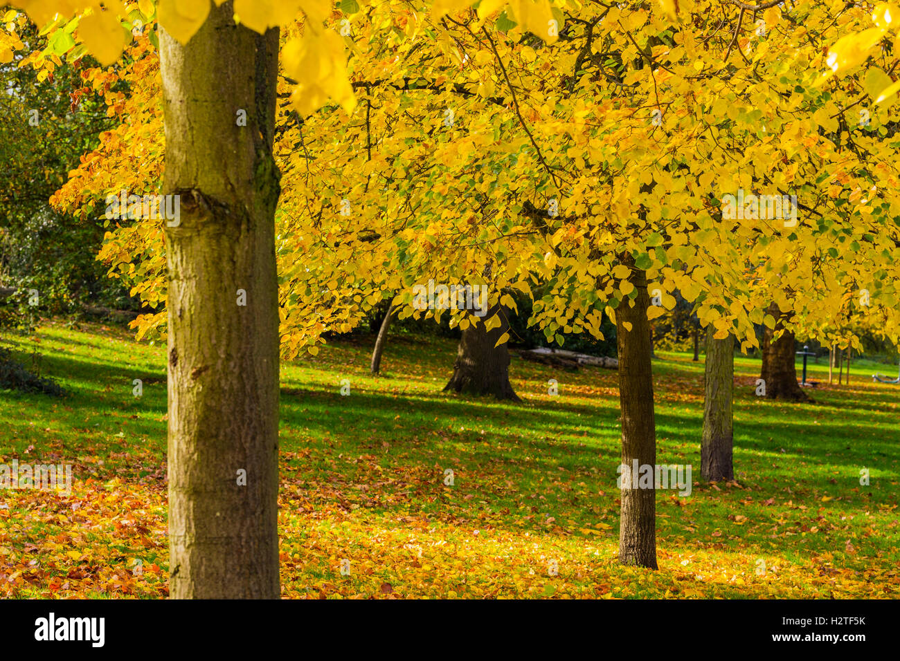 Schwarz-Pappel (Populus Nigra), Dulwich Park, London, England, Vereinigtes Königreich Stockfoto