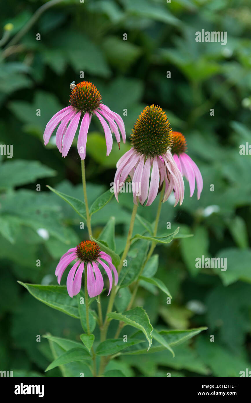Sonnenhut (Echinacea), mittelalterlichen historischen Dorf von Yvoire, Haute-Savoie, Frankreich Stockfoto