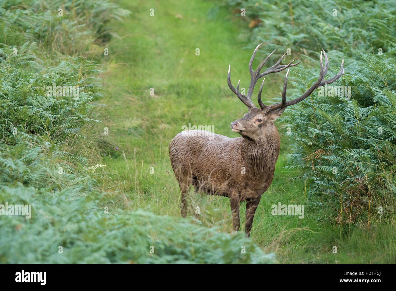 Red deer Stockfoto