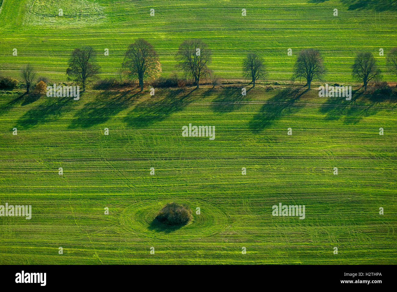 Luftbild, Wiesen mit Baumreihe und Büschen, Schloss Kratze, Nähe Ankershagen Havel Spring See, Müritz See Landschaft Stockfoto
