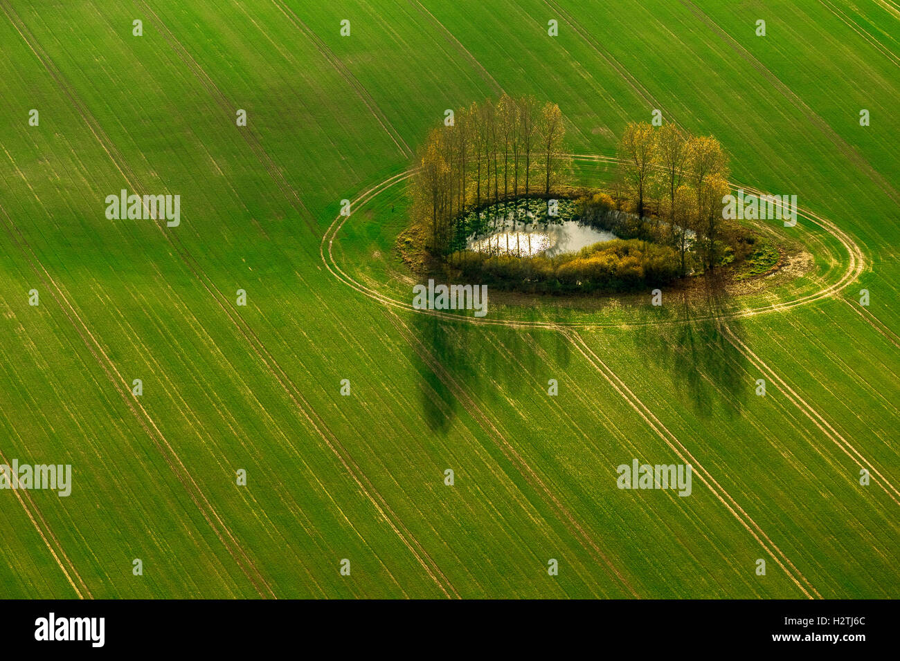 Luftaufnahme, Teiches im Feld mit Baum, Stavenhagen, Müritz See Landschaft, Mecklenburg-Vorpommern, Deutschland, Europa Antenne Stockfoto