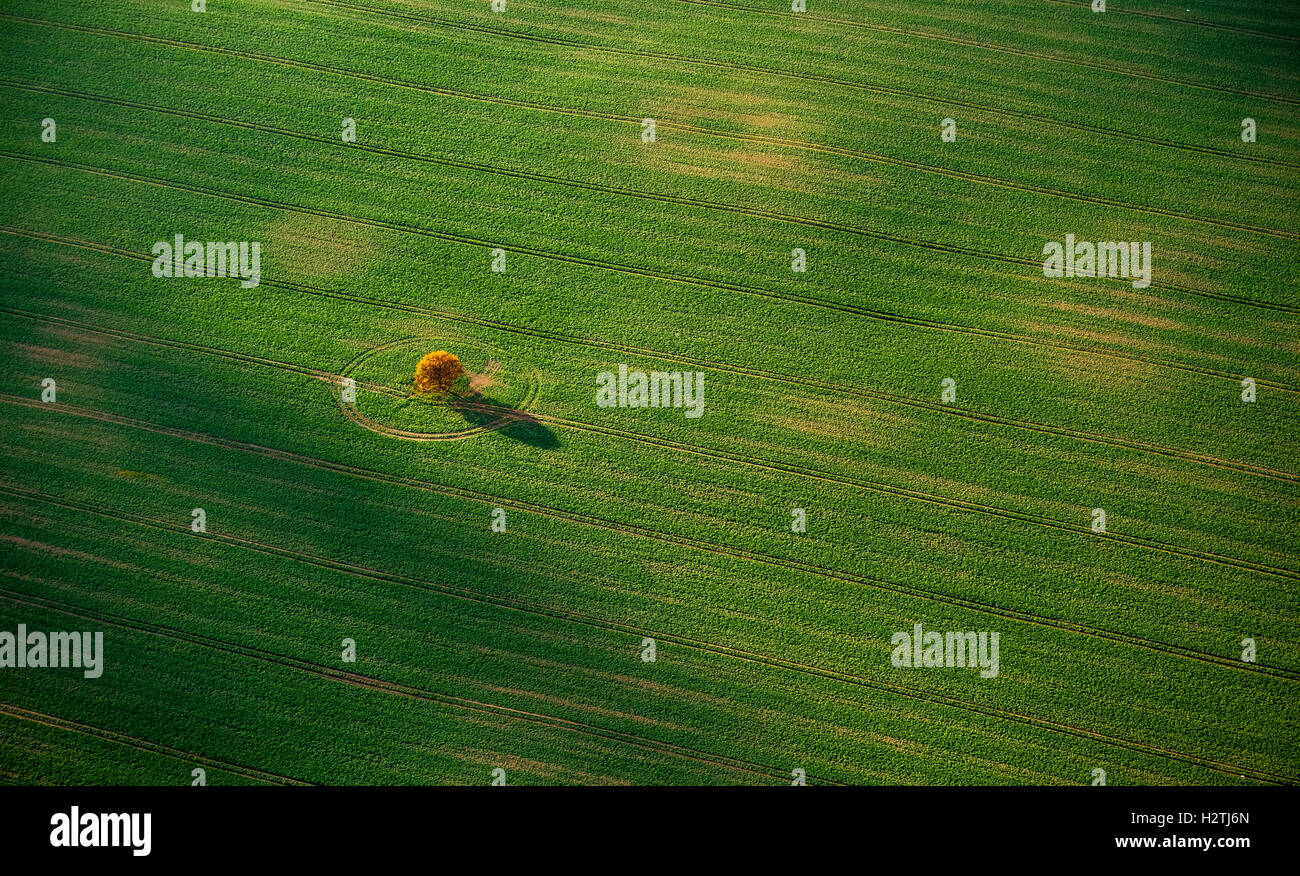 Luftaufnahme, grünes Feld mit einem üppigen, Stavenhagen, Müritz See Baumlandschaft, Mecklenburg-Vorpommern, Deutschland, Europa Stockfoto
