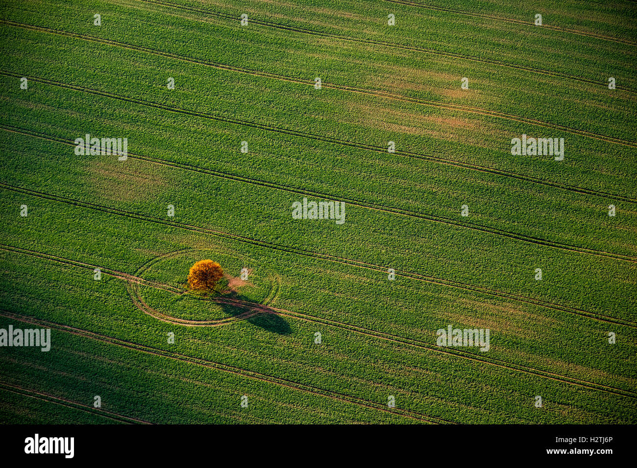 Luftaufnahme, grünes Feld mit einem üppigen, Stavenhagen, Müritz See Baumlandschaft, Mecklenburg-Vorpommern, Deutschland, Europa Stockfoto