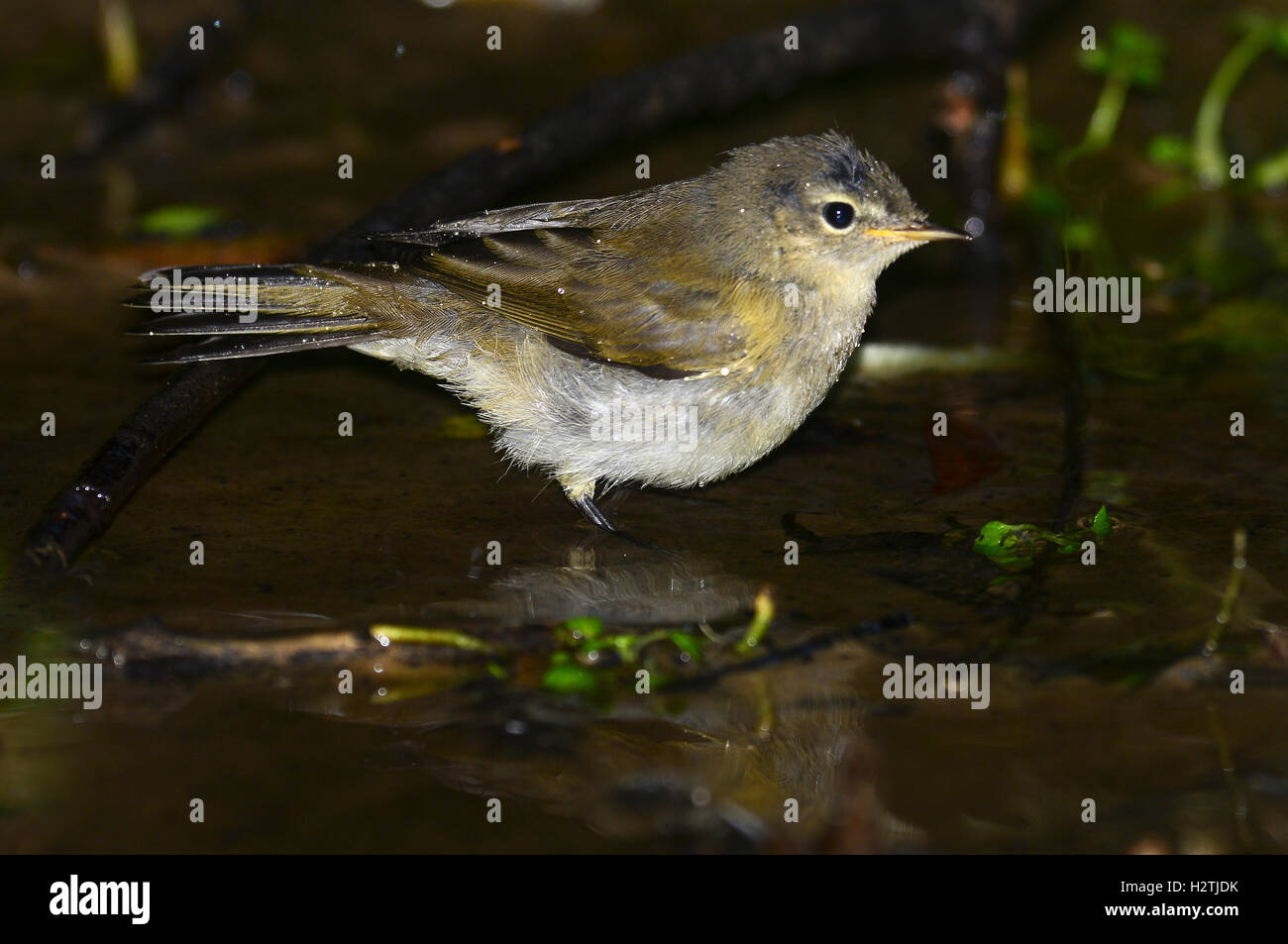 Juvenile Zilpzalp Baden im stream Stockfoto