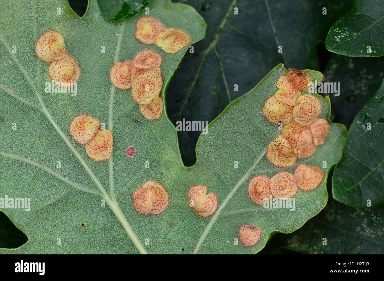 Gemeinsamen Zinkblume Gallen von den Cynipid Wespe Neuroterus Quercusbaccarum an der Unterseite des pedunculate Eichenblatt Stockfoto
