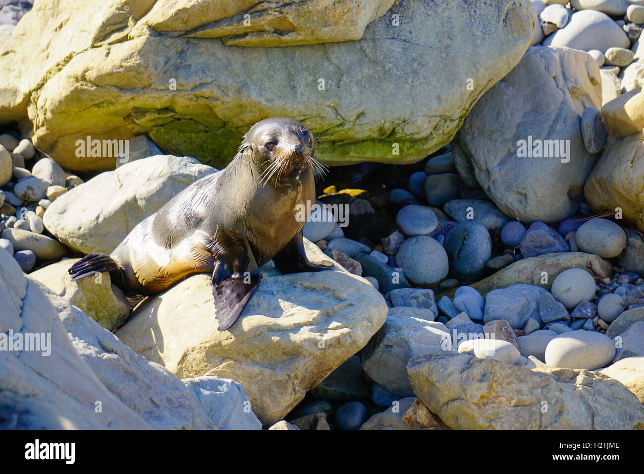 Seebär liegend auf den Felsen an der Küste von Kaikoura Stockfoto