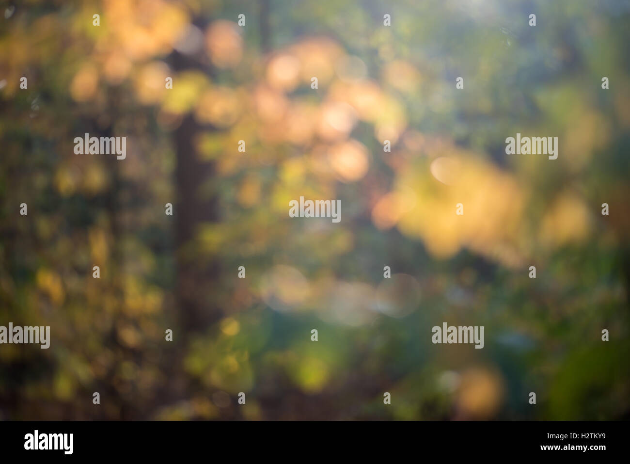 Herbst Wald verschwommen Unschärfe Hintergrund Stockfoto