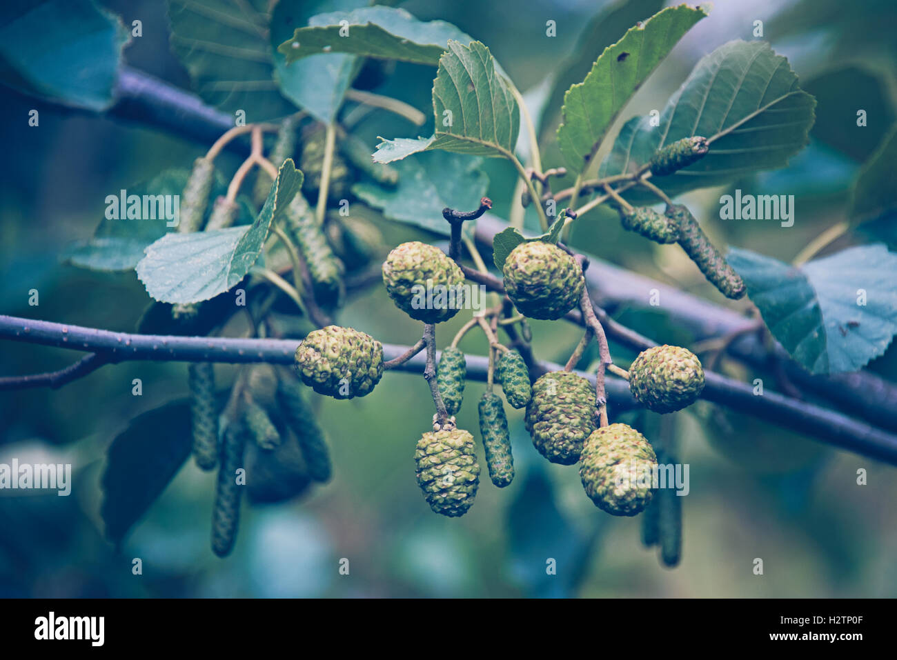 Grau-Erle Baum Alnus Incana Früchte reifen im Herbst in London Wetland Centre in Barnes. Stockfoto