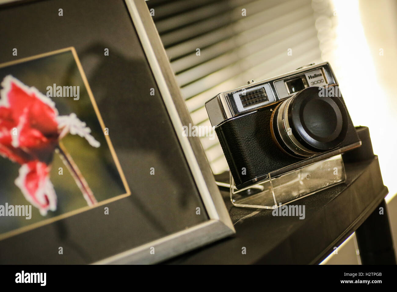 Eine alte Halina 35mm Filmkamera neben einem gerahmten Druck von einer roten rose Stockfoto