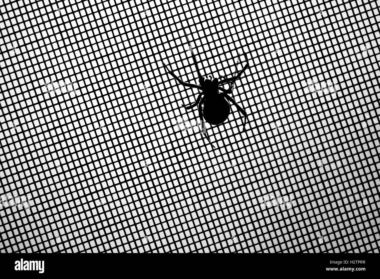 Schwarze Witwe Spinne auf Bildschirm Detail beängstigend Stockfoto