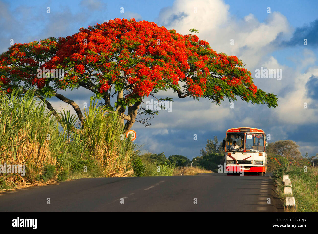 Bus In Mauritius Stockfotos und bilder Kaufen Alamy