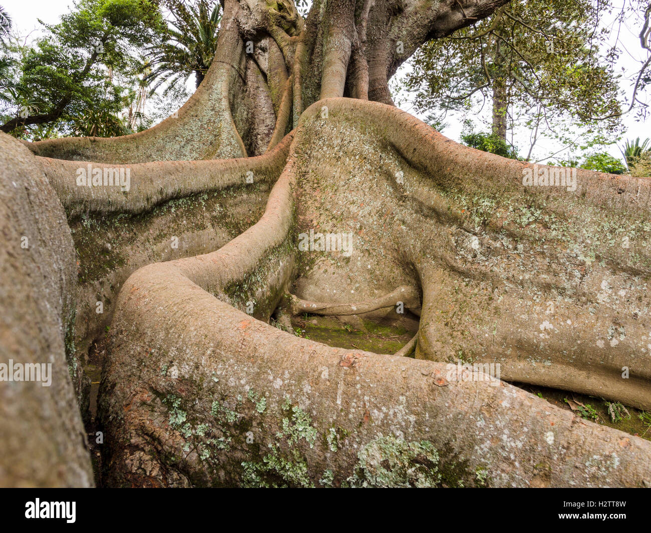 Ficus-Wurzeln im Garten. Die riesigen Wurzeln einer großen Ficus Macrophylla Desf. Ex-Pers. Moraceae, Figueira Austtraliana, Australien Stockfoto