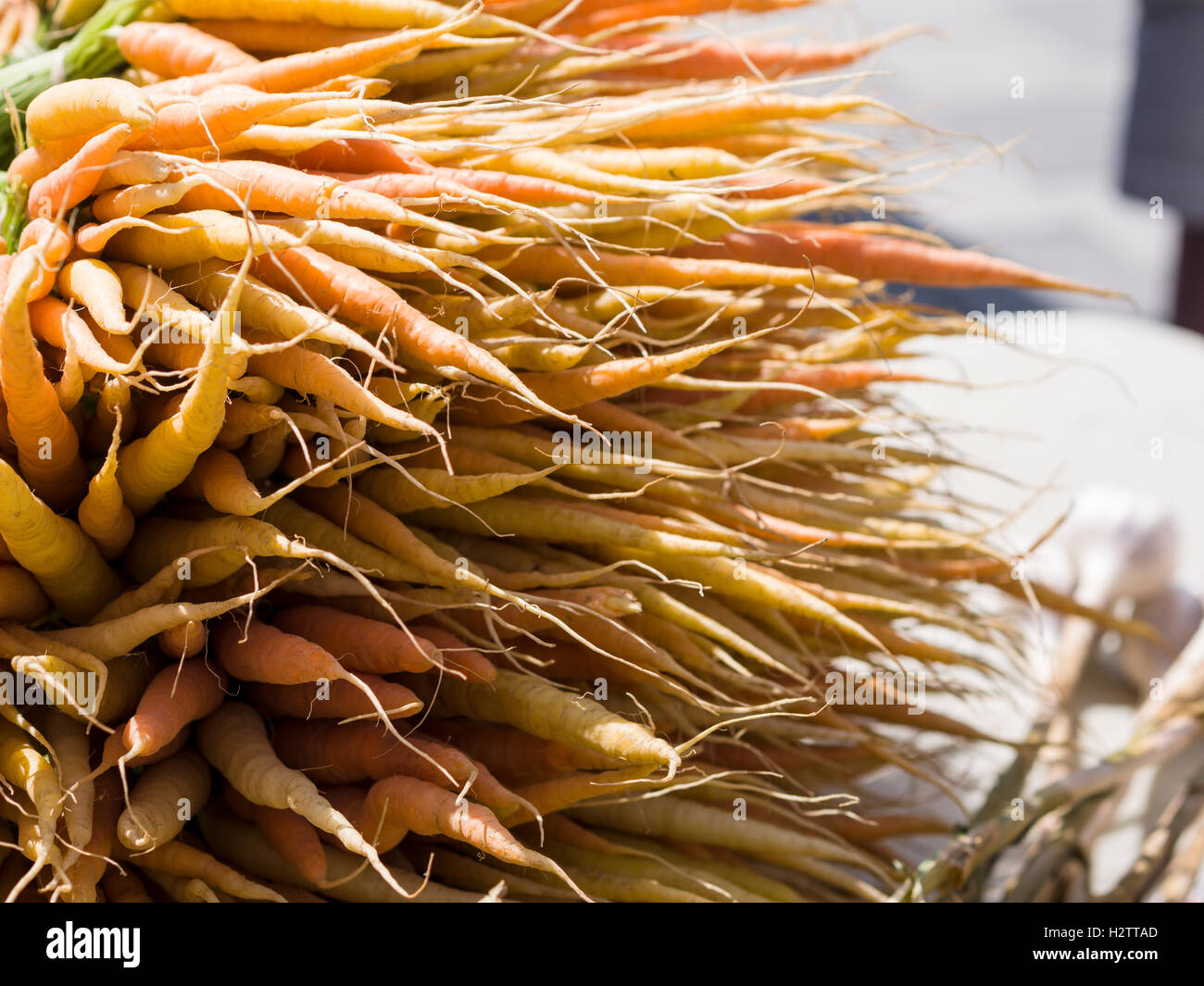 Frische Karotten auf dem Markt. Ein großer Haufen Erbstück Karotten auf dem Display an der Ottawa Farmers' Market. Stockfoto