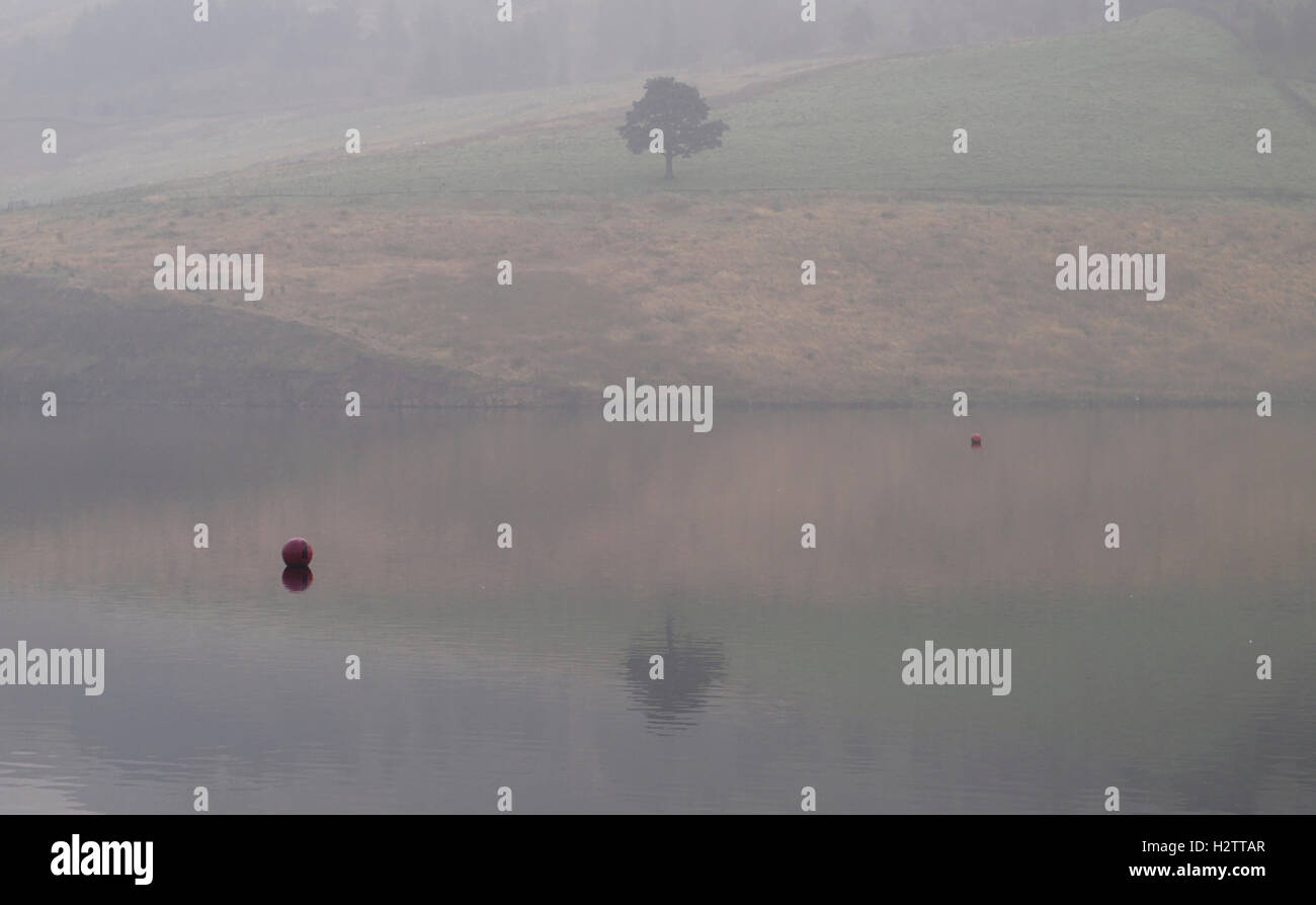 Der einsame Baum im Nebel aus Dovestone Reservoir Böschung Greenfield Stockfoto
