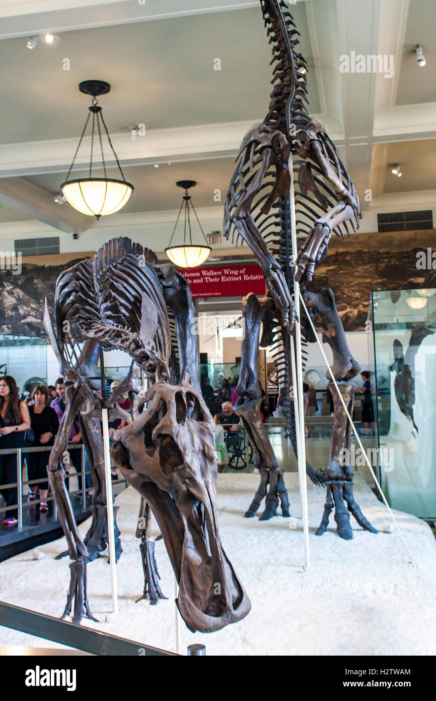 Anatotitan copei vom Amerikanischen Museum für Naturgeschichte in New York. Stockfoto