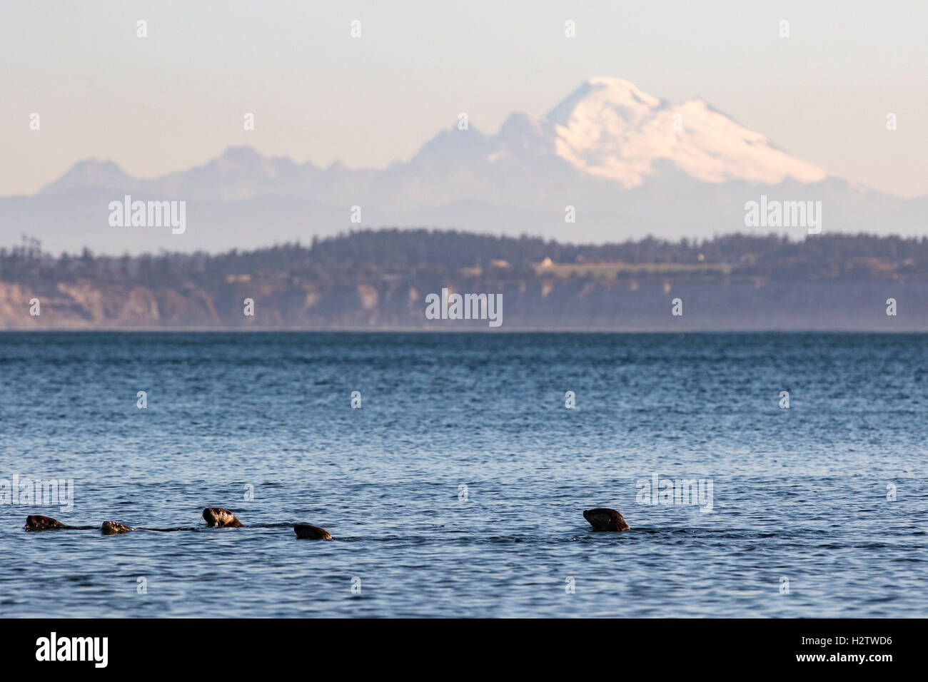 Otter, Fischotter, an Fort Worden State Park, Port Townsend, Puget Sound, Washington. Mit Mount Baker im Hintergrund. Stockfoto