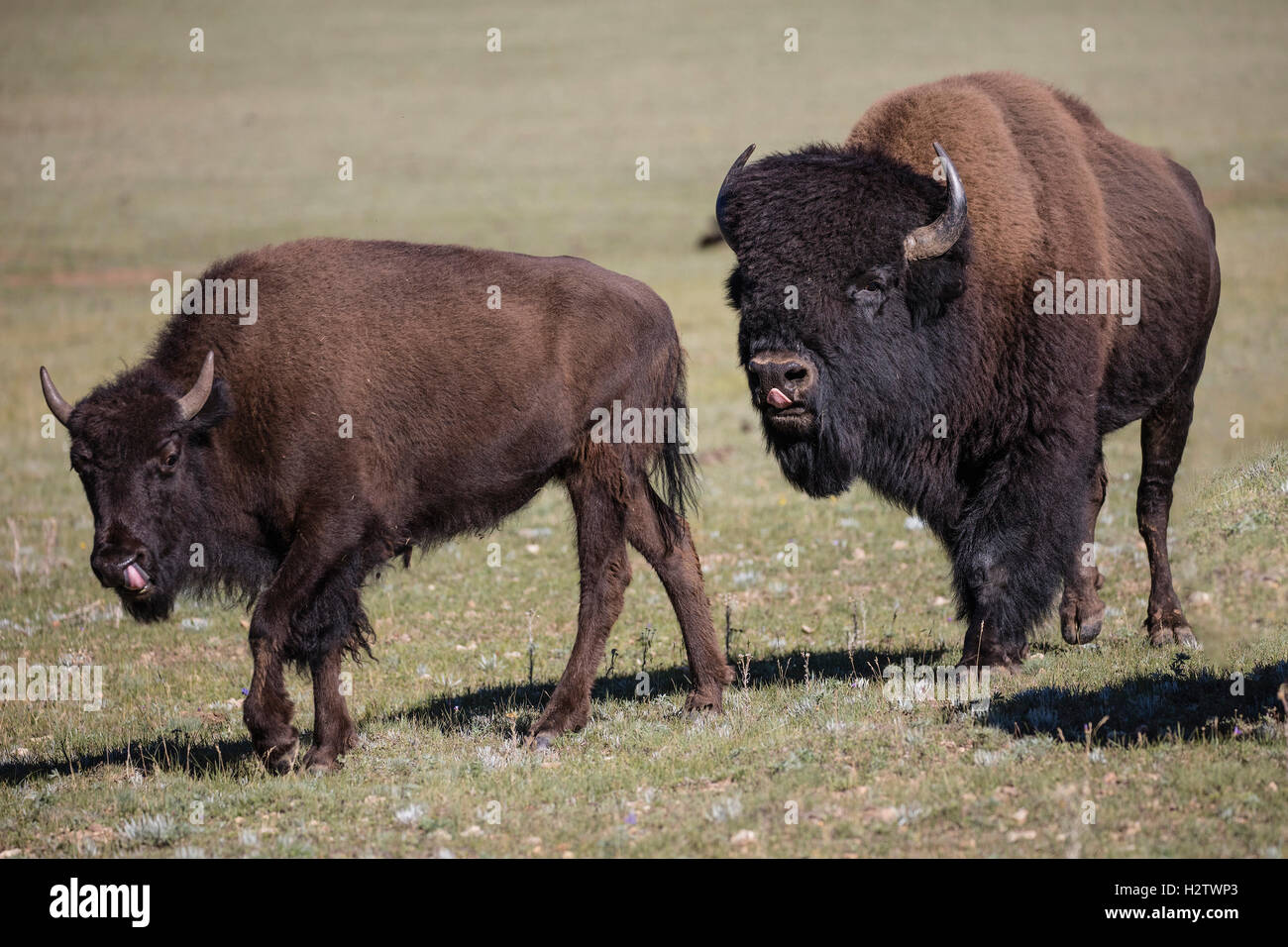 Bisons grasen auf einer Wiese Stockfoto